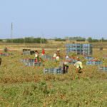 La solidarietà della Provincia di Foggia agli agricoltori