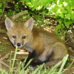 Foggia: Bando relativo all'accesso ai contributi per il rilascio delle colture a perdere