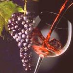 Made in Italy: vino Novello al via, batte di 2 settimane Beaujolais