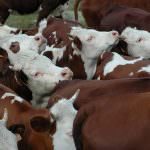 Udine: La razza bovina Pezzata Rossa rappresenta una ricchezza per l'agricoltura regionale