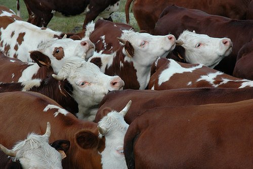 Udine: La razza bovina Pezzata Rossa rappresenta una ricchezza per l’agricoltura regionale