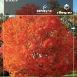 1° Dossier imballaggi in legno: in 100 pagine