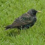 Per la Cia Emilia Romagna è positiva la decisione del Consiglio di Stato che riammette la caccia allo storno