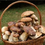 Caldo e siccità: A rischio la raccolta di funghi e tartufi