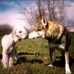 Predatori: i lupi fanno razzie di agnello di Zeri