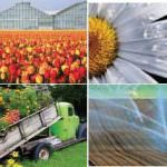 Florovivaismo: gasolio-accise, "stelle" a rischio il prossimo Natale