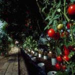 Agricoltura: ok all'intervento del ministero per la conferma dell'esenzione dell'accisa sul gasolio per le serre