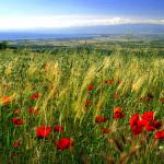 Firenze: agricoltura in festa con la Giornata del Ringraziamento