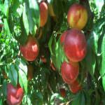 Entro un anno sarà completato lo studio del genoma del pesco