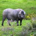 Spagna: I cambiamenti climatici mettono a rischio la produzione di Pata Negra