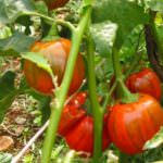 Basilicata: Comincia l'iter per la Dop della melanzana rossa