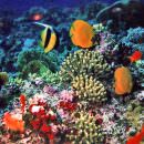 Oceana avverte che le emissioni di CO2 stanno causando l’estinzione di coralli e crostacei a seguito dell’aumento di acidità delle acque