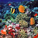 Oceana avverte che le emissioni di CO2 stanno causando l'estinzione di coralli e crostacei a seguito dell'aumento di acidità delle acque