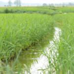 Fao: Coldiretti, -30% prezzo riso nei campi che sale del 6% al consumo