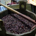 Quel profumo di Mosto... Soave