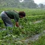 Crisi: nove agricoltori italiani su dieci vedono "nero"