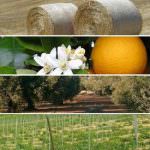 Crisi dell'agricoltura: la protesta s'allarga a macchia d'olio in tutto il Paese