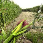 Il killer del mais, ecco la mappa dell'invasione