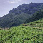 Ricerca: Estinto il vitigno padre del Marzemino?