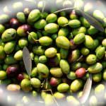 Cambia la geografia dell'olio italiano di qualità