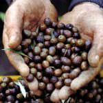 L'agricoltura biologica combatte il riscaldamento globale