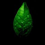 "L'agricoltura è ambiente"