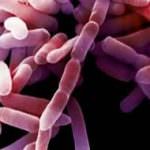 La dieta modifica la flora intestinale