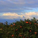 Arance Rosse: Acquistiamole senza intermediari direttamente dal produttore in Sicilia