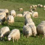 Terremoto: Coldiretti, dopo le case tornano anche le pecore