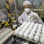 Una nonna, senza Smartphone e Barcode, non può riconoscere le uova alla diossina. Rischia una multa?