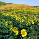 Agricoltura: Per uscire dalla crisi servono proposte comuni ed un clima di condivisione