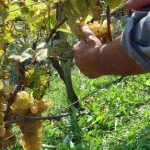 Serata a tema: Passiti di Prosecco e formaggi erborinati all'Osteria al Ponte