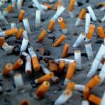 Sangue di maiale nelle sigarette, lo rivela uno studio olandese