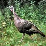 New York: caccia al tacchino per il Giorno del ringraziamento