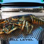 Addio bollitura: per le aragoste, arriva la sedia elettrica