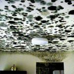 Stachybotrys Chartarum: La muffa tossica che si annida nelle abitazioni