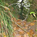 Umbria: Sequestrati nel Tuderte 5 lacci per la cattura di fauna selvatica di grande e media taglia