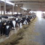 Confagricoltura: Sono anni che in Italia si usano mangimi Ogm, e pare che nessuno se ne sia accorto