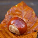 Venezia: Marchio IGP per i Marroni di Monfenera