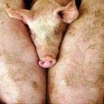 Boom delle energie rinnovabili e la Lombardia rimane a secco di maiali