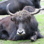 Veneto: Per tener puliti i boschi delle Dolomiti, arrivano gli Yak