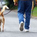 Sport: portare a passeggio il cane è meglio della palestra