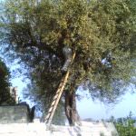 L'olio nuovo della Sicilia: comperiamolo direttamente dal produttore