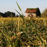 Vercelli: "Gestione sostenibile delle piante infestanti del riso"