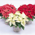 Natale: Coldiretti, 20 mln di stelle da salvare dopo le feste