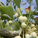 Ginkgo Biloba: nessun effetto sulla memoria