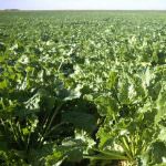 Il settore bieticolo-saccarifero proclama la mobilitazione