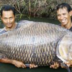 USA. L'attacco delle carpe asiatiche