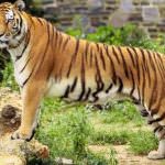 AIDS: il virus è arrivato da una tigre