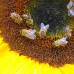 Copenhagen: La Finlandia si impegna concretamente nel programma Fao